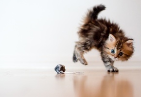 игрушка, испуг, макро, daisy, Кошка, котенок, шарик, ben torode