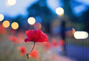 цветок, огоньки, Мак, боке
