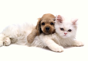 Кошка, собака, любовь