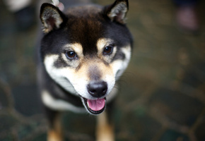 shiba inu, dog, взгляд, язык, Собака