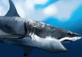 голод, пасть, акула, профиль, Арт, под водой