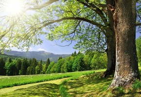 деревья, зелень, Лес, блики, солнце, трава, лето