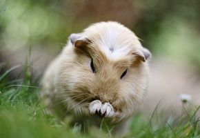 Морская, бежевый, грызун, свинка, животное, окрас