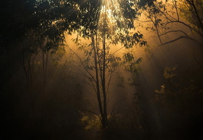 свет, природа, деревья, сумерки, Лес