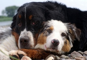 Собаки, друзья, камни