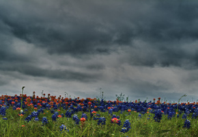 meadow, field, colors, hdr, nice, beautiful, flower, cool, flowers, sky, clouds, Nature