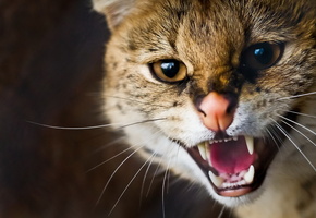 морда, оскал, усы, Сервал, дикая кошка