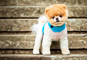 глазки, порода, собака, морда, ушки, Померанский шпиц