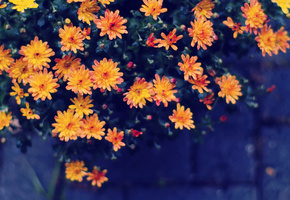 Цветы, оранжевые, желтые, боке, капли воды