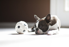 мопс, мяч, Собака