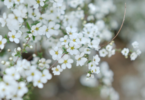 Цветы, веточка, белые, цветение, маленькие, лепестки