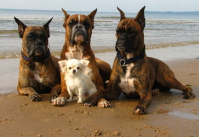 охрана, Море, собаки, телохранители, прогулка, берег