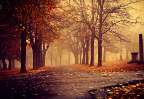 дорожки, листья, парк, пасмурно, деревья, Осень, туман