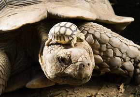 Черепаха, детеныш, панцирь