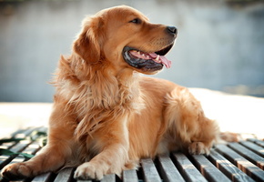 друг, собака, Ретривер, фон