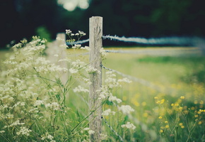 Забор, травы, макро, поле, природа