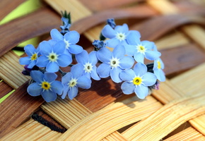 фон, лето, Цветы