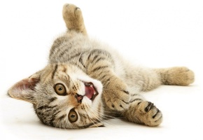 полосатый, Котенок, лежит, развалился