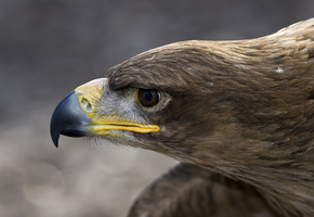 профиль, орлан, перья, орел, Птица, голова, клюв, макро