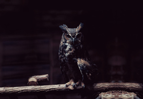 птица, сова, Owl, полумрак