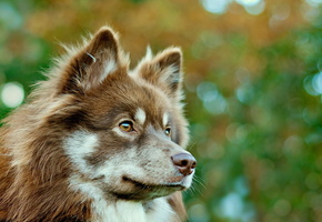 Собака, взгляд, друг