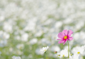 лепестки, белые, Цветок, космея, розовый, цветы