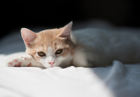 котенок, c ben torode, Hannah, отдых