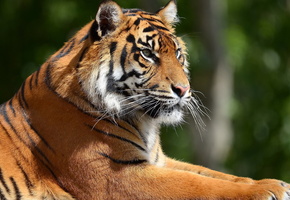 морда, отдых, Тигр, профиль