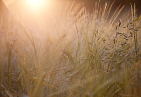 поле, вечер, колосья, колоски, Великобритания, англия