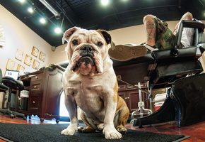 друг, дом, взгляд, Собака