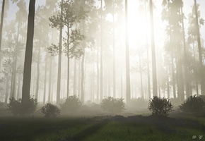 восход, солнце, лес, деревья, Природа, кусты, туман, утро