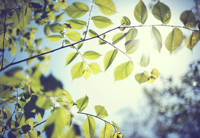 весна, Ветка, листва