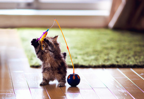 котенок, daisy, игра, ben torode, игрушка, шарик, перья, Кошка