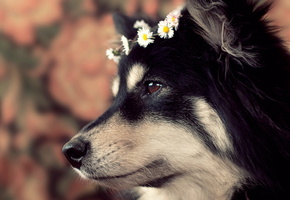 взгляд, Собака, дом