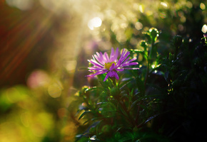 Хризантема, листья, лучи, куст, цветок, солнце, блики