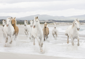 побережье, берег, Лошади, море, кони, табун