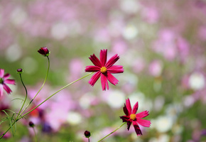 лепестки, бутоны, макро, размытость, Космея, боке