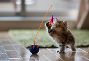 котенок, daisy, ben torode, игра, игрушка, Кошка, перья