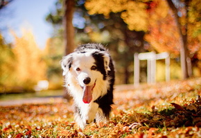 Собака, друг, осень