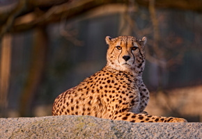 лежит, Гепард, камень, смотрит, пятнистый