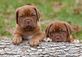 Бордосский дог, собаки, щенки, малыши