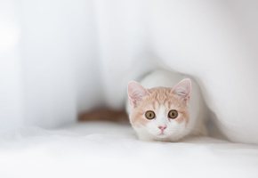 выглядывает, морда, ben torode, кошка, прячется, ткань, Hannah