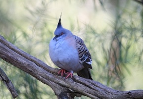 дикий голуб, птица, Голубь, ветка