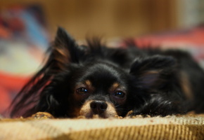 дом, уют, Собака