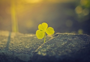 клевер, макро, Stopscream, свет