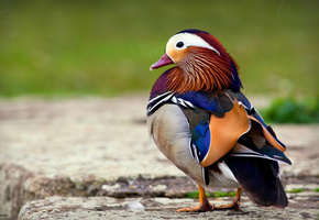 утка, Птица, мандаринка