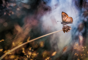 бабочка, боке, макро, Растение