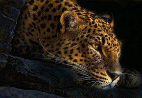 усы, тёмный фон, лежит, взгляд, морда, Леопард, лапа