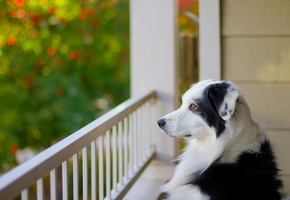 Собака, друг, взгляд