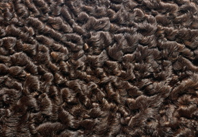 мех, animal texture, фон на рабочий, Текстура